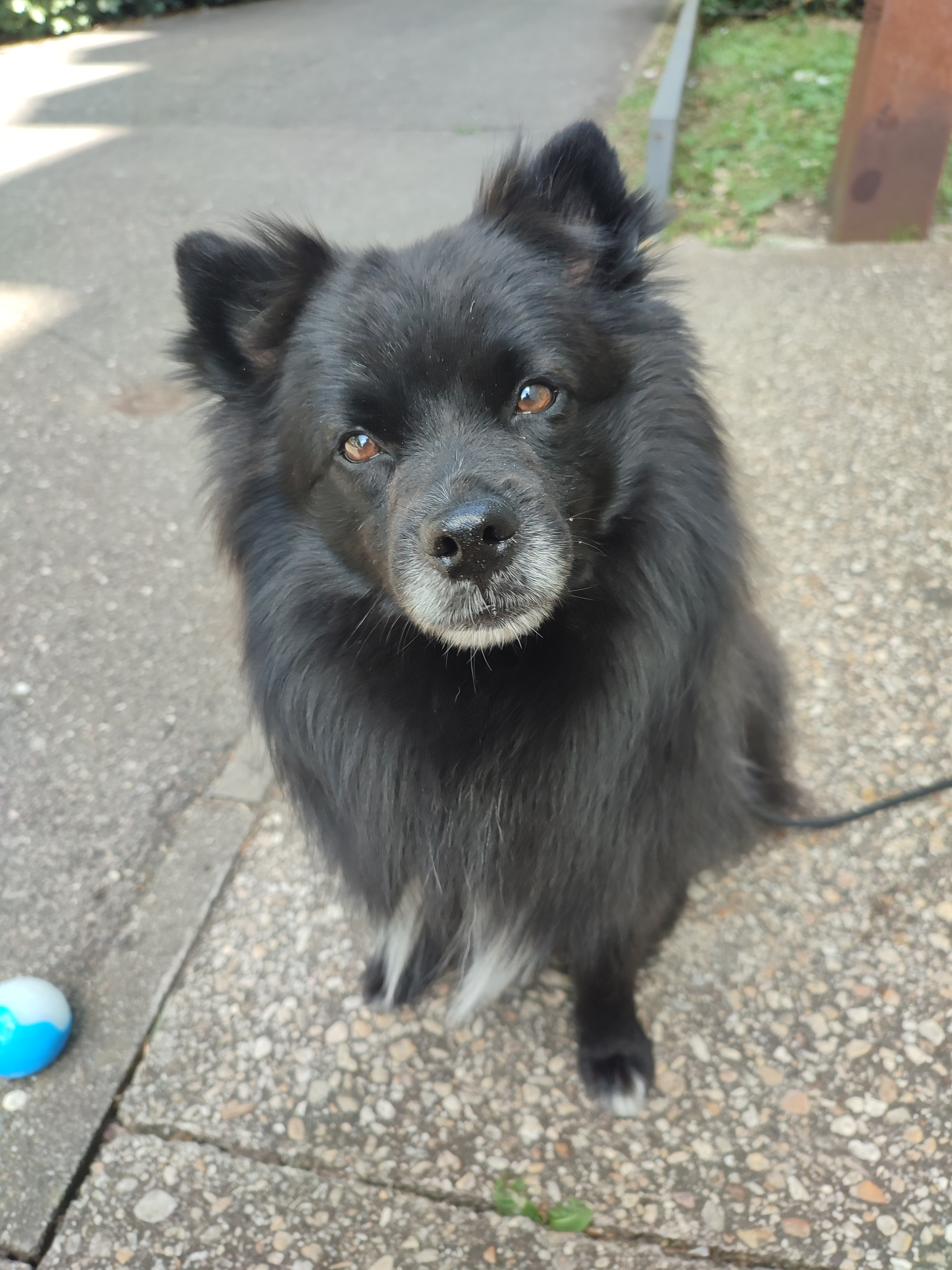 Ulyss, chien accompagné par Cani'Focus